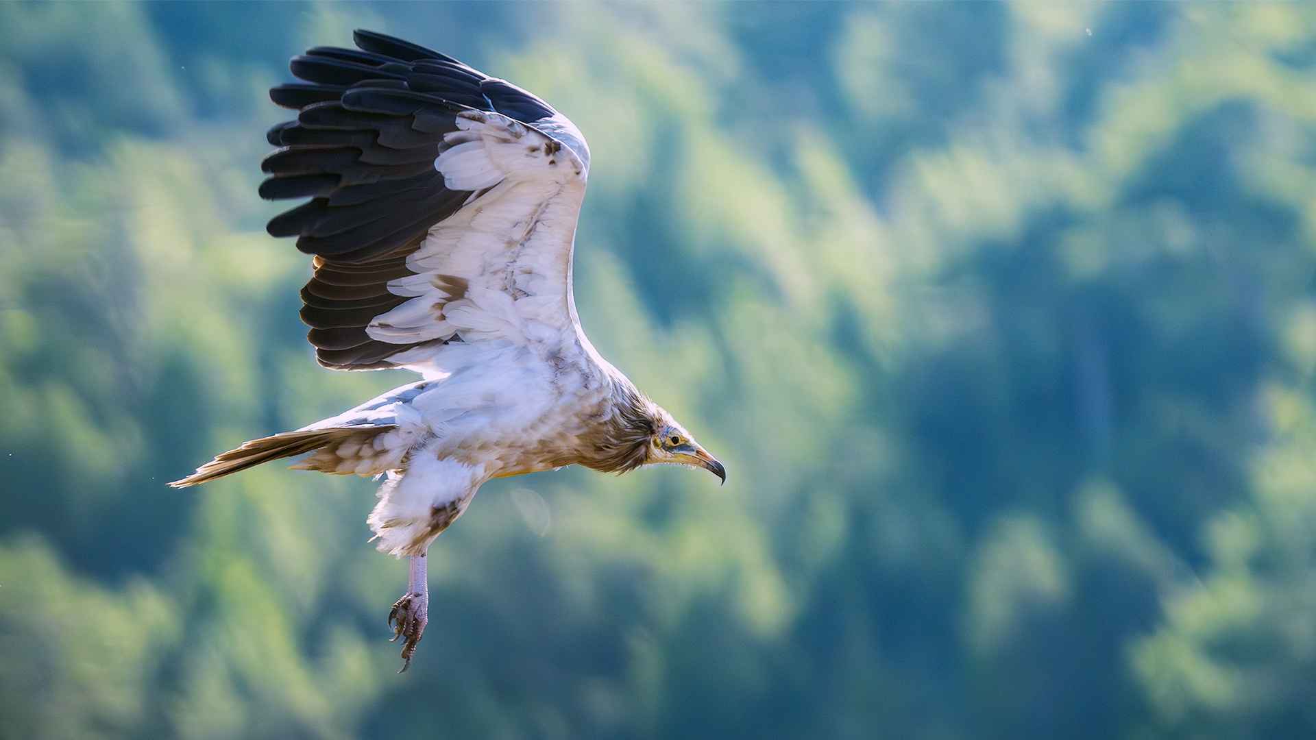 Egyptian Vulture